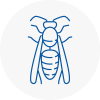 Coggeshall Wasp Nest Removal